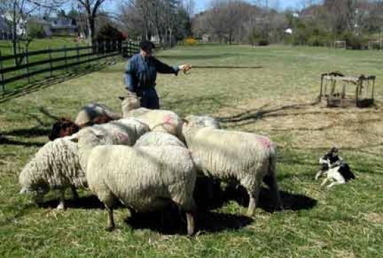 Online upoznavanje pastira